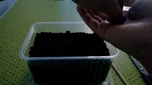 Как вырастить укроп на подоконнике?