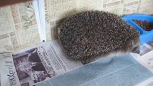 Ежик, найденный зимой...