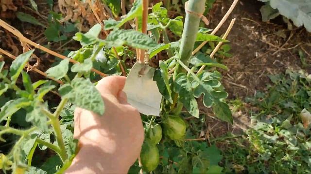 ПОЗДНИЙ УРОЖАЙ ТОМАТОВ. Томатные гномы в сентябре тол? смотреть онлайн