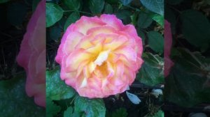 Роза Gorgeous™ (Горджес ) L. Pernille Olesen Дания, 2012г.