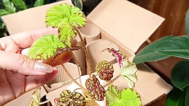 Посылка с новыми цветами. Распаковка 📦