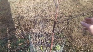 Защита плодовых деревьев от грызунов 🐭