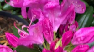 Рододендрон Розеум элеганс -  цветение 25-30.05.25