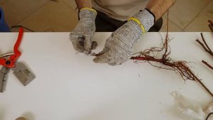 Зимняя прививка абрикоса на впк 1