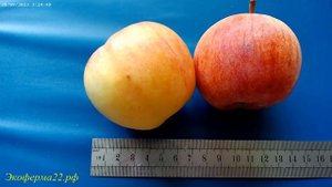 Зимний сорт яблони Данила