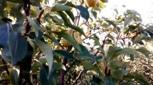 груша Мелина