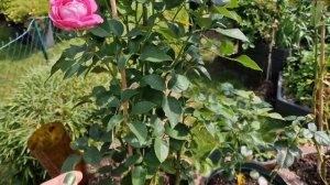 #фройлянмария #флорибунда #парфюма #Fräulein Maria Что со здо