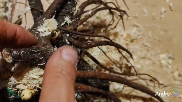 распаковка посылки с пионами смотреть онлайн