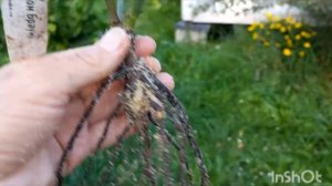 Распаковка посылки с розами из питомника Розовая Клум