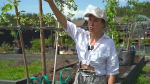 ЖИВАЯ ИЗГОРОДЬ НА УЧАСТКЕ ИЗ ПЛОДОВЫХ ДЕРЕВЬЕВ НА ШПА?