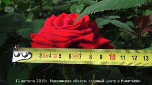 Обзор розы Валентино (Чайно гибридная)- Valentino (Barni Итали