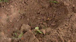 Улучшаем глинистую почву под деревьями: секреты богат