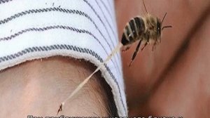 Пчелы убийцы