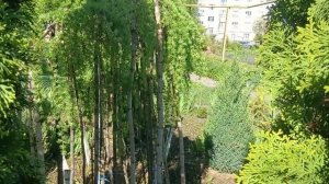 Эволюция растений