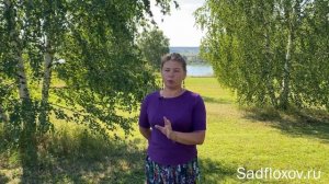 Когда лучше сажать флоксы или еще раз об отправке осен