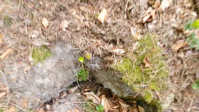 Лиственный, сосновый и смешанный леса - different types of forests смотреть онлайн