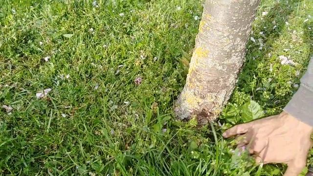 Позднецветущие сакуры смотреть онлайн