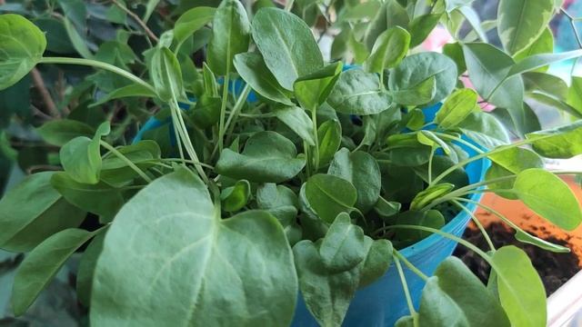 Весёлый эксперимент с детьми. Щавель на подоконнике з? смотреть онлайн