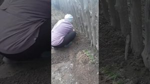 Как выращивать и как употреблять шнитт-лук