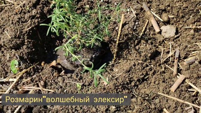 Открытый грунт. Первая посадка в этом году. Часть 1 смотреть онлайн