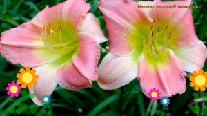 Лилейник гибридный Финал Тач. Краткий обзор, описание