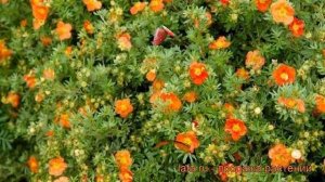 Лапчатка кустарниковая Ред Эйс (red ace) 🌿 обзор: как саж?