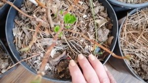 Гортензии начали просыпаться в Январе, что делать?