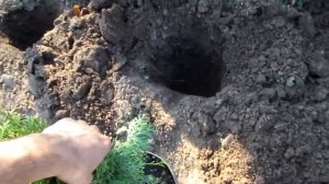 Посадка живой изгороди из туи и можжевельника /Planting a he