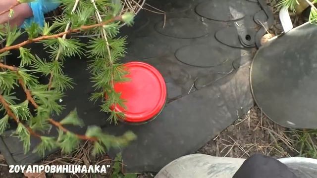 Высадила перцы в теплицу/ Рассада цветов/ Обзор теплиц смотреть онлайн