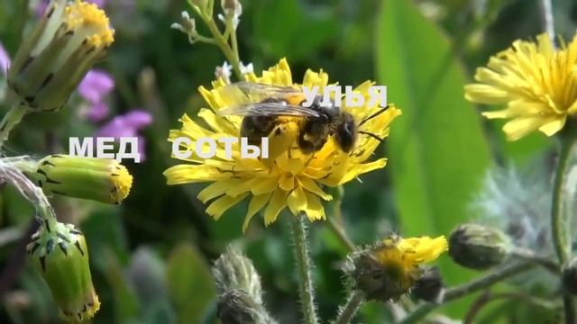 видеоролик "Пчелкин дом" смотреть онлайн