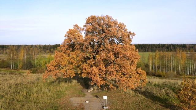Памятник природы Ириновский дуб (Дуб черешчатый) смотреть онлайн
