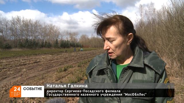 Лесничие готовят саженцы ели и сосны для акции «Лес по смотреть онлайн