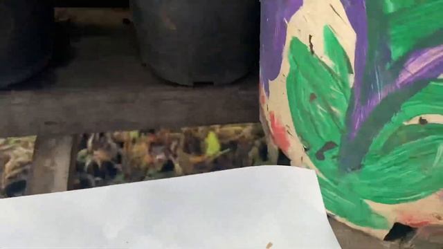 Выращивание эустомы на семена. смотреть онлайн