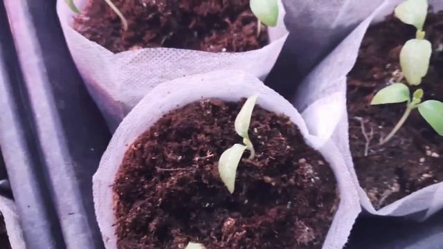 Подкармливаем перцы микоризой. смотреть онлайн