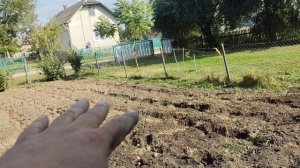 Сеем седераты Рапс, после уборки картофеля