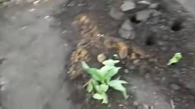 Теплица Крепыш и парник Теремок, 24.04.16.