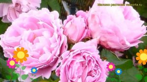 Роза кустовая Мари Роуз. Краткий обзор, описание харак