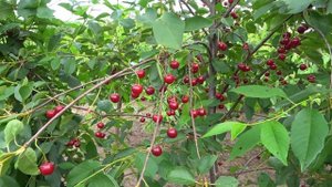 Сладкая вишня  АНГЛИЙСКАЯ РАННЯЯ (КОРОЛЕВСКАЯ РАННЯЯ,