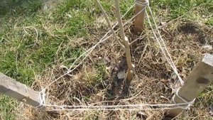 Обрезка трехлетней шелковицы