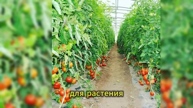 ОБРЕЗКА ЛИСТЬЕВ НА ОГУРЦАХ И ПОМИДОРАХ — КОГДА И ЗАЧЕ? смотреть онлайн