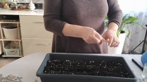 Выращивание лука ЭКСИБИШЕН из семян. Урожай в первый г