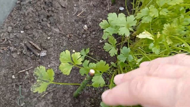 Укоренение лаврового листа без проблем. смотреть онлайн