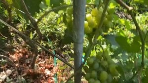 Виноград Кеша или ( Триумф ) опыление. Почему горошит?