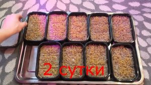 Разведение волнистых попугаев. Микрозелень для попуг?