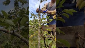 Прививка в расщеп, прививка мушмулы на грушу.