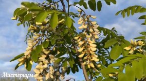 Лунный календарь стрижки ногтей на ОКТЯБРЬ 2022. Благоп?