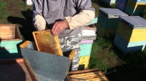 17 окт.2022  обработка термокамера Яранкина. Сборка пчел ?