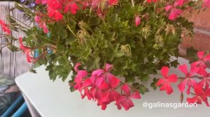 Пеларгонии из семян. Процесс приятный, но сюрпризы буд