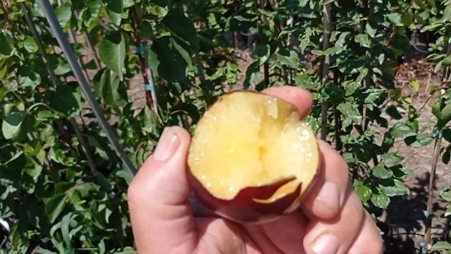 Слива Эрли Квин (Early Queen) 1.07.2025 смотреть онлайн