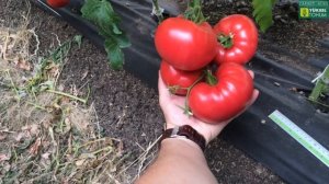 Индетерминантный РОЗОВЫЙ томат ПИНК МАРГАРИ F1 (ДЖИТИ-?